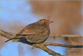 <p>KOS ČERNÝ (Turdus merula) /Common blackbird - Amsel/</p>